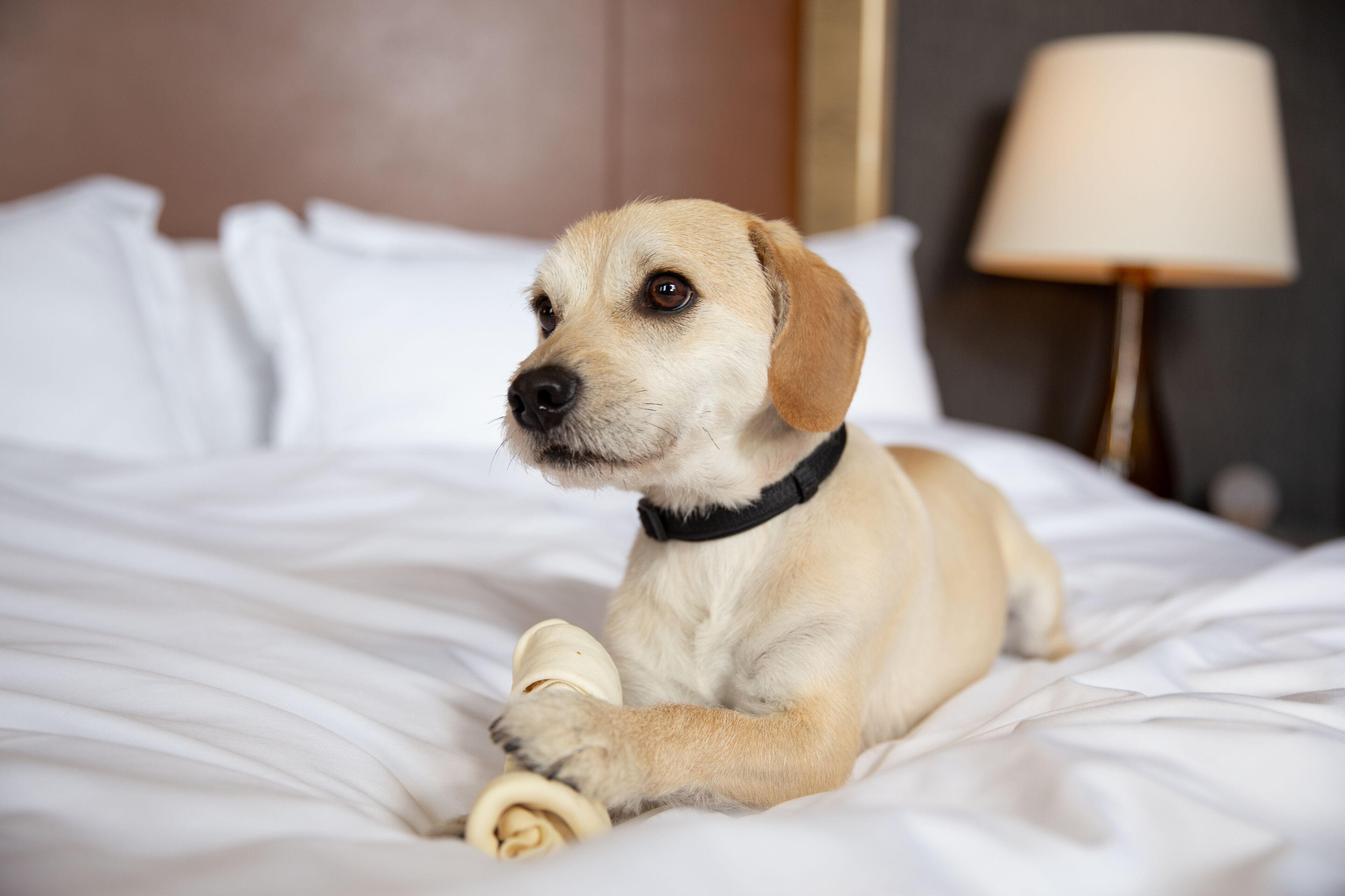 A dog lying on a bed with a white pillow and a lamp in the background.