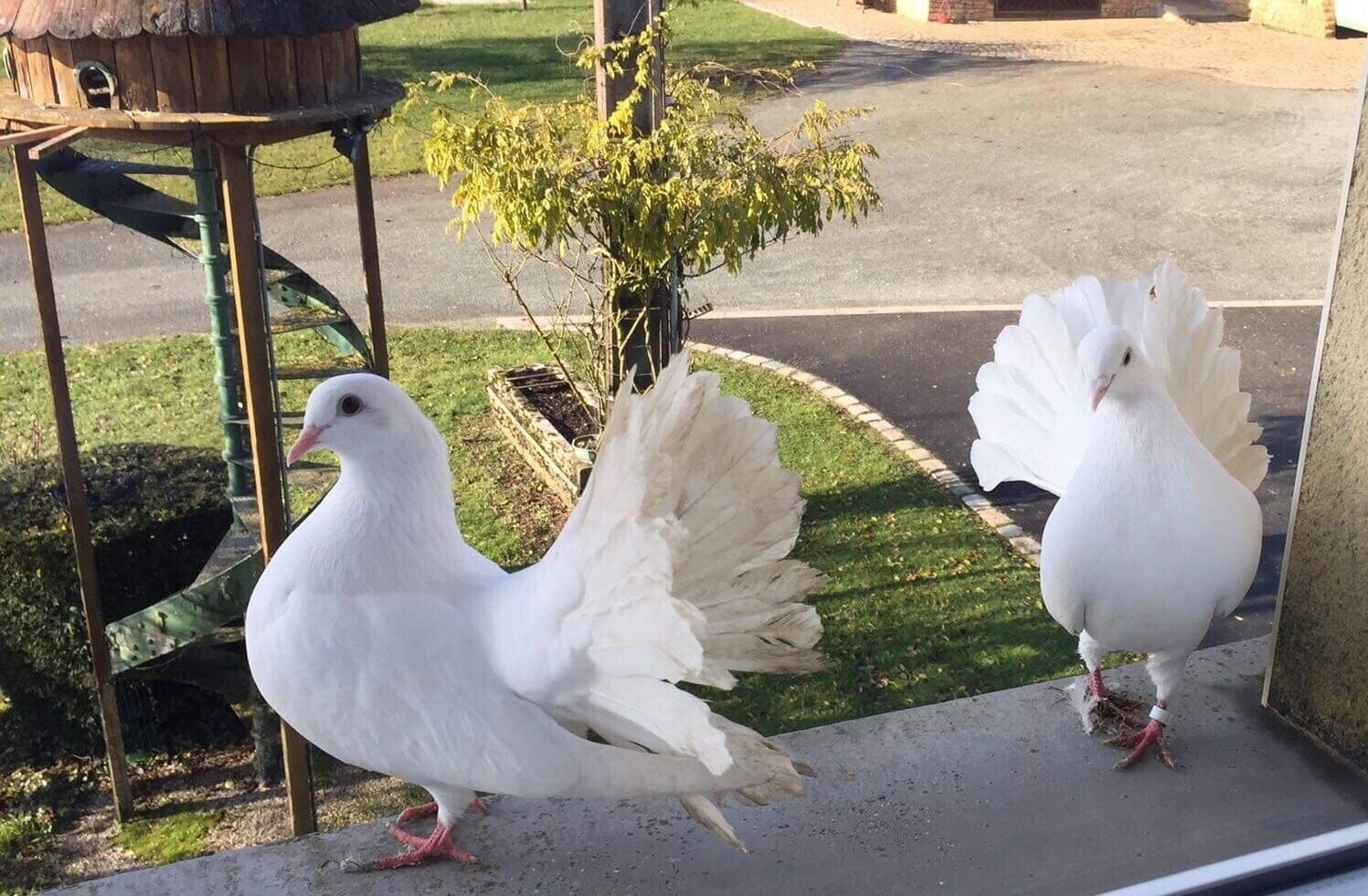Two white pigeons on a concrete surface with a wooden structure and a small tree in the background.