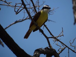 Un oiseau était perché sur une branche.