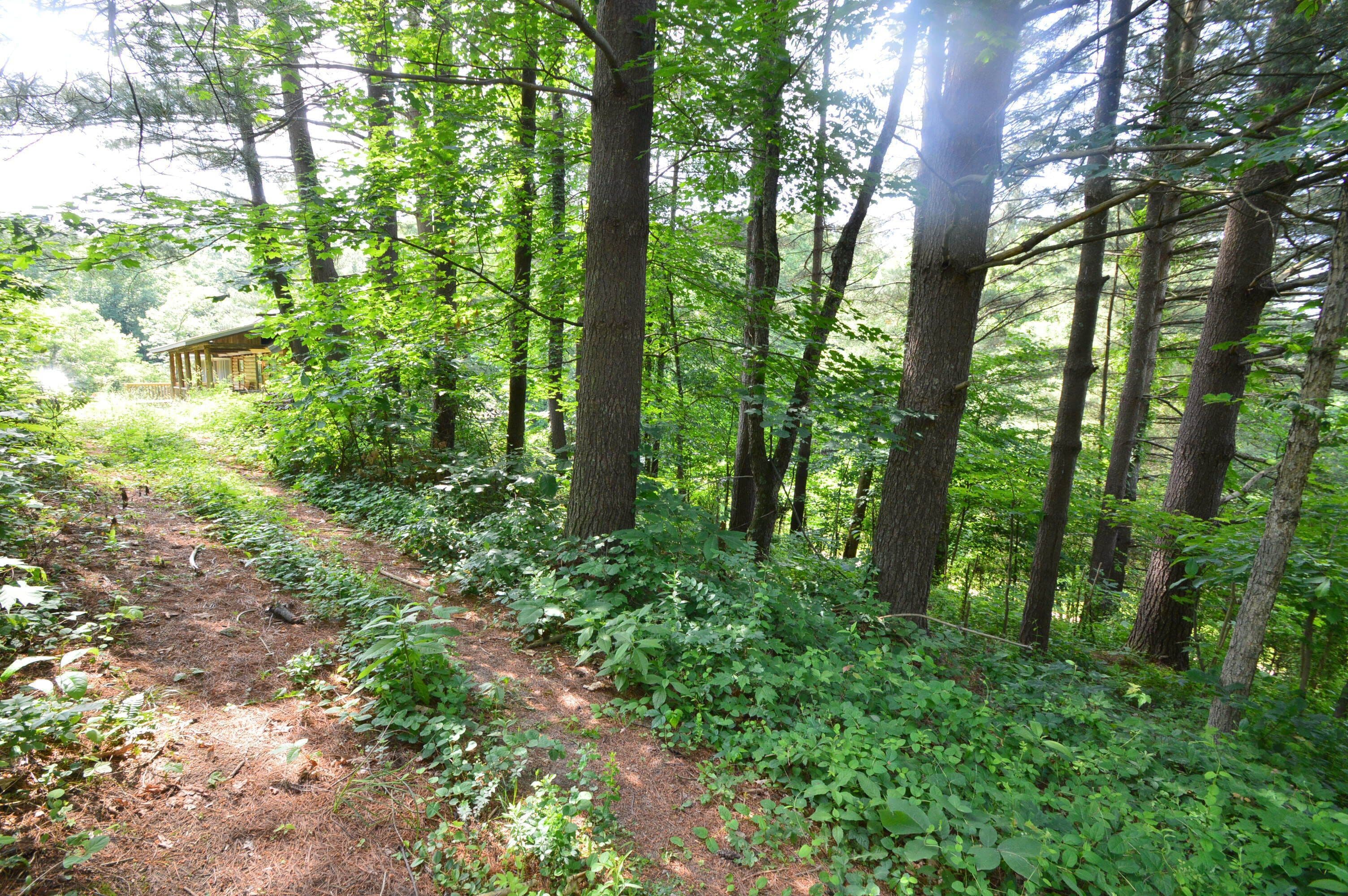 Hill side view leading to the home from your walk in the woods