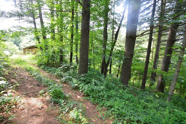 Hill side view leading to the home from your walk in the woods