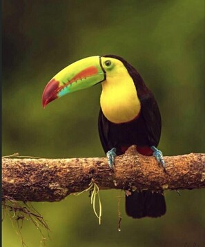 Niet-geclassificeerde afbeelding, 2 van 5, knop