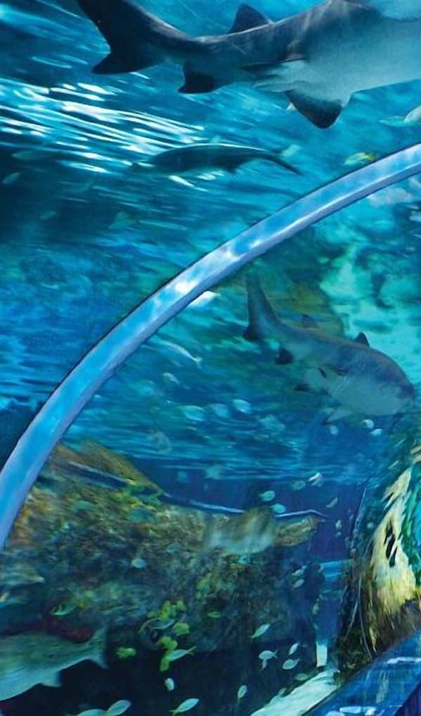Escena submarina con tiburones y peces, vista a través de una zona de observación transparente.