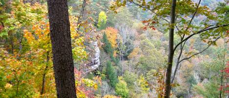 A forest with various trees and a rocky outcrop.