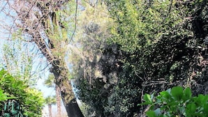 Una escalera de piedra que asciende por una colina, rodeada de follaje y una valla metálica.