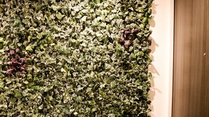 A wall covered with a dense arrangement of green foliage. - Summer Lotus House Osaka (Osaka)