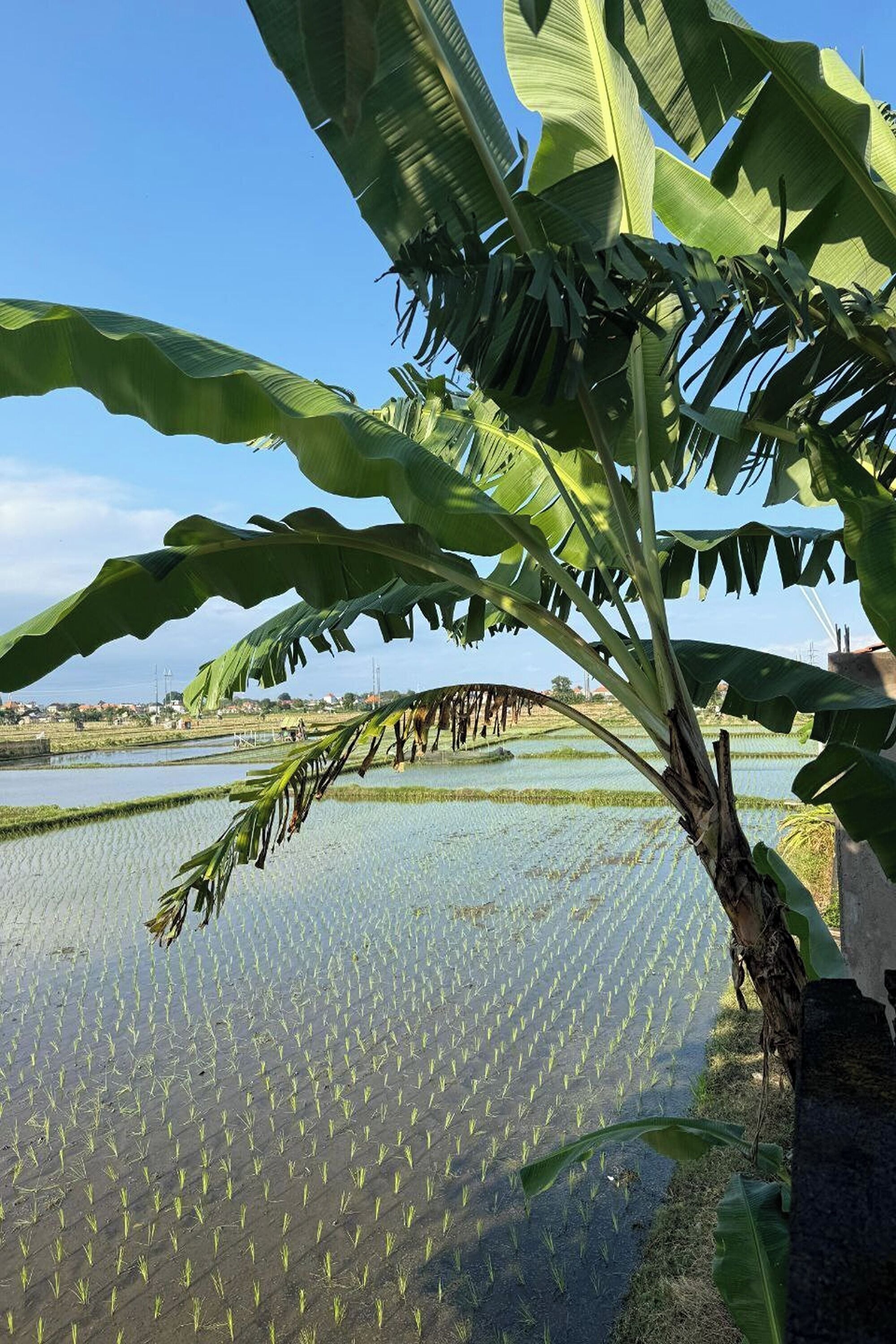 Foto - Bali Eco Living Yoga Healing Meditation and Retreat Center