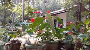 A garden with various potted plants and a building in the background. - Venus Paradise (Sigiriya)