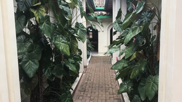 Un pasillo con sendero de ladrillo bordeado por plantas verdes grandes y paredes blancas.