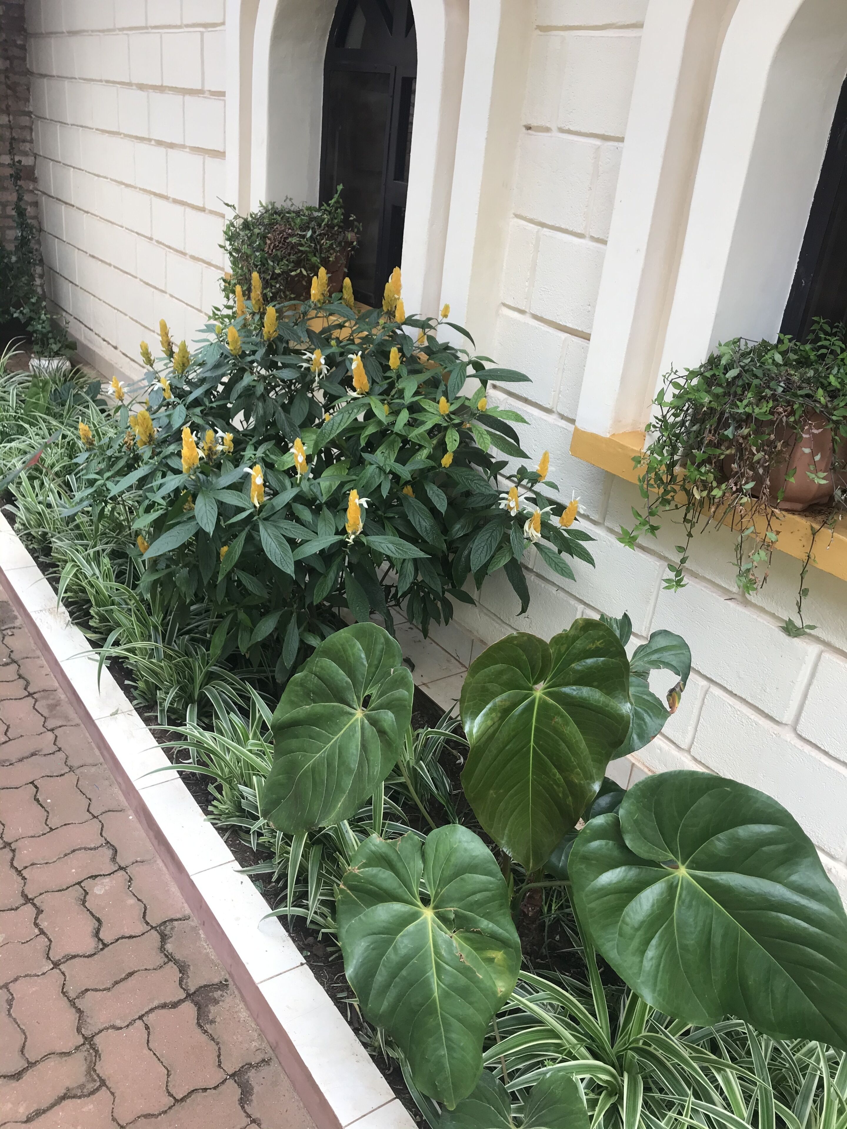 A garden with various plants and a brick pathway.