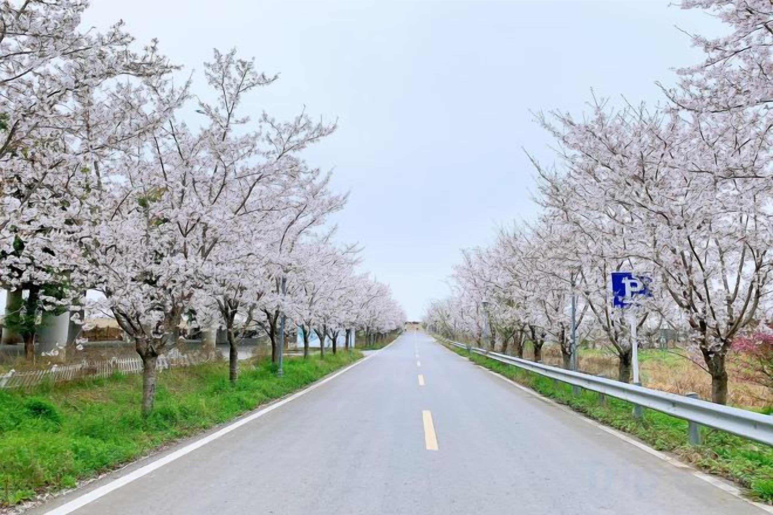 A road flanked by cherry blossom trees with a blue parking sign.