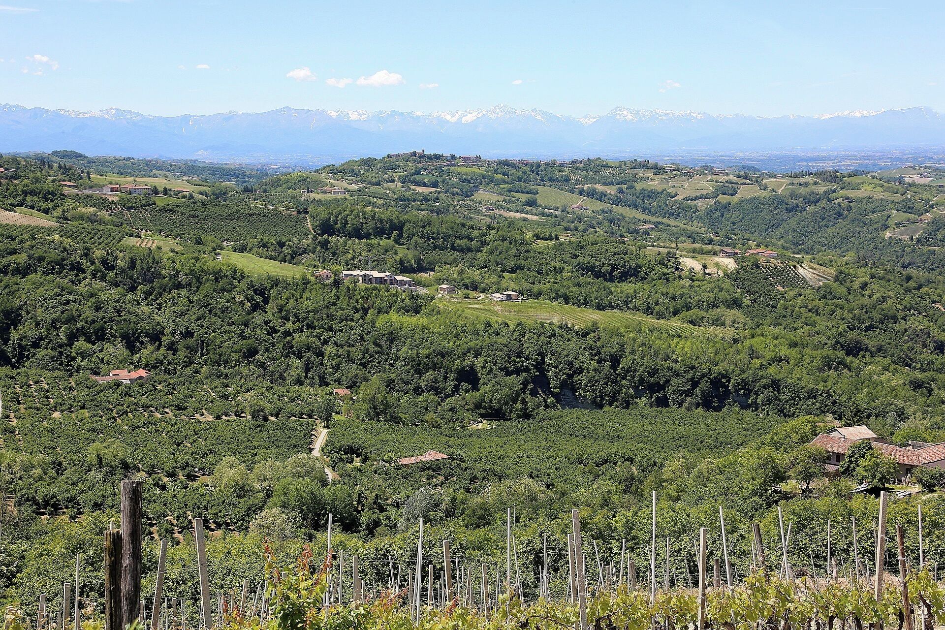 A vineyard landscape with rows of grapevines, scattered buildings, and distant snow-capped mountains.