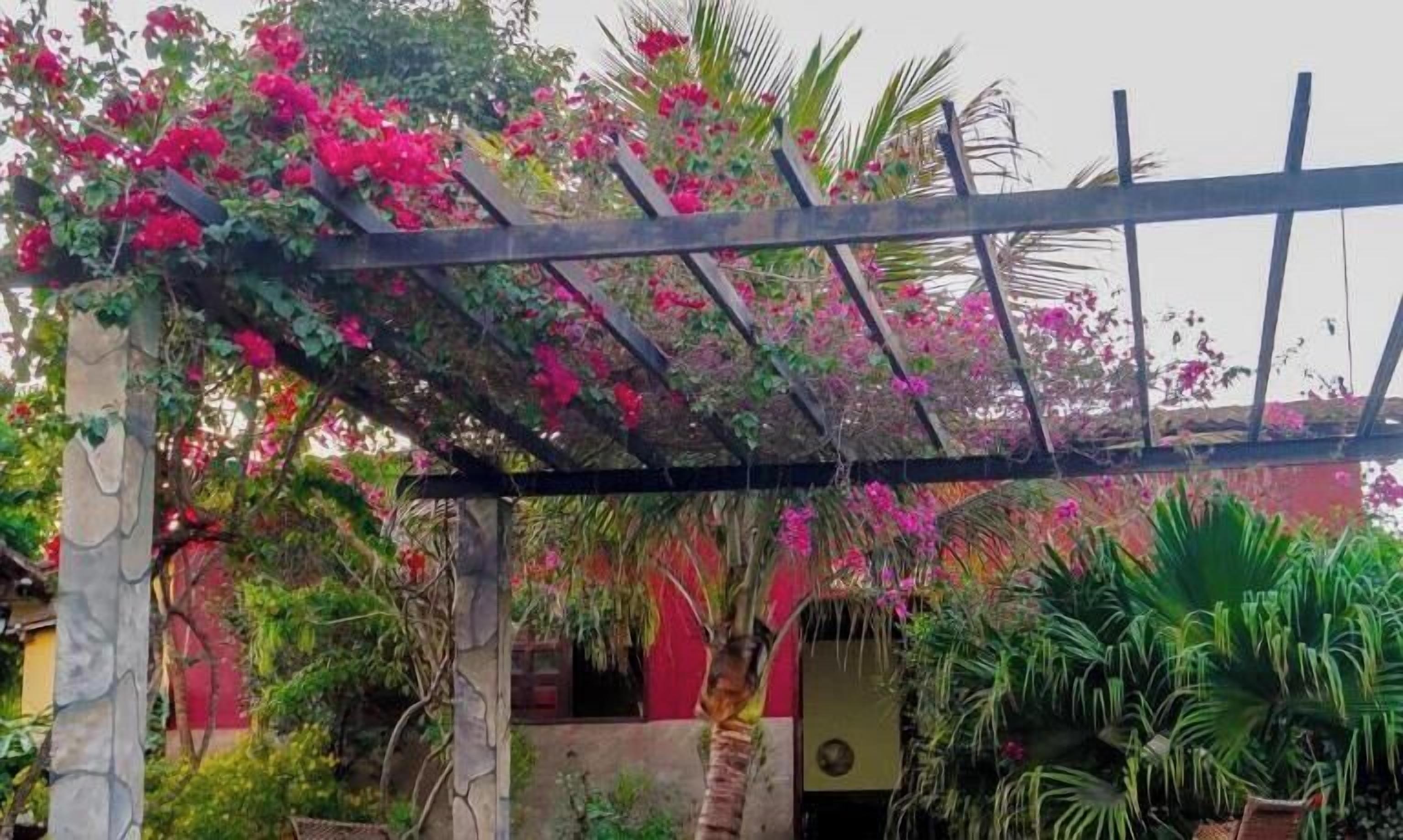 A garden with a pergola covered in pink flowers, a palm tree, and various plants.