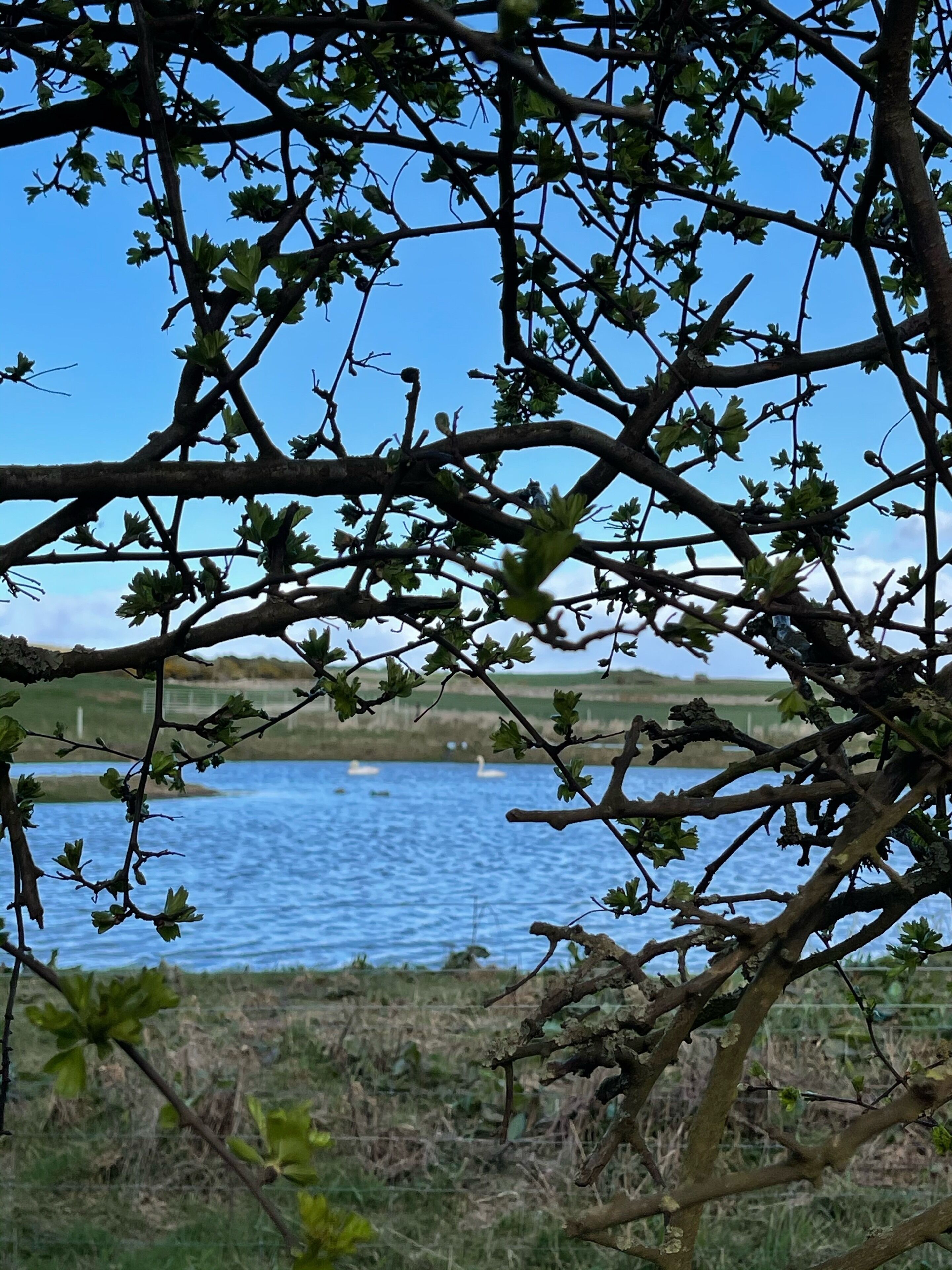 A view of a lake with swans, surrounded by branches of a tree with green leaves.