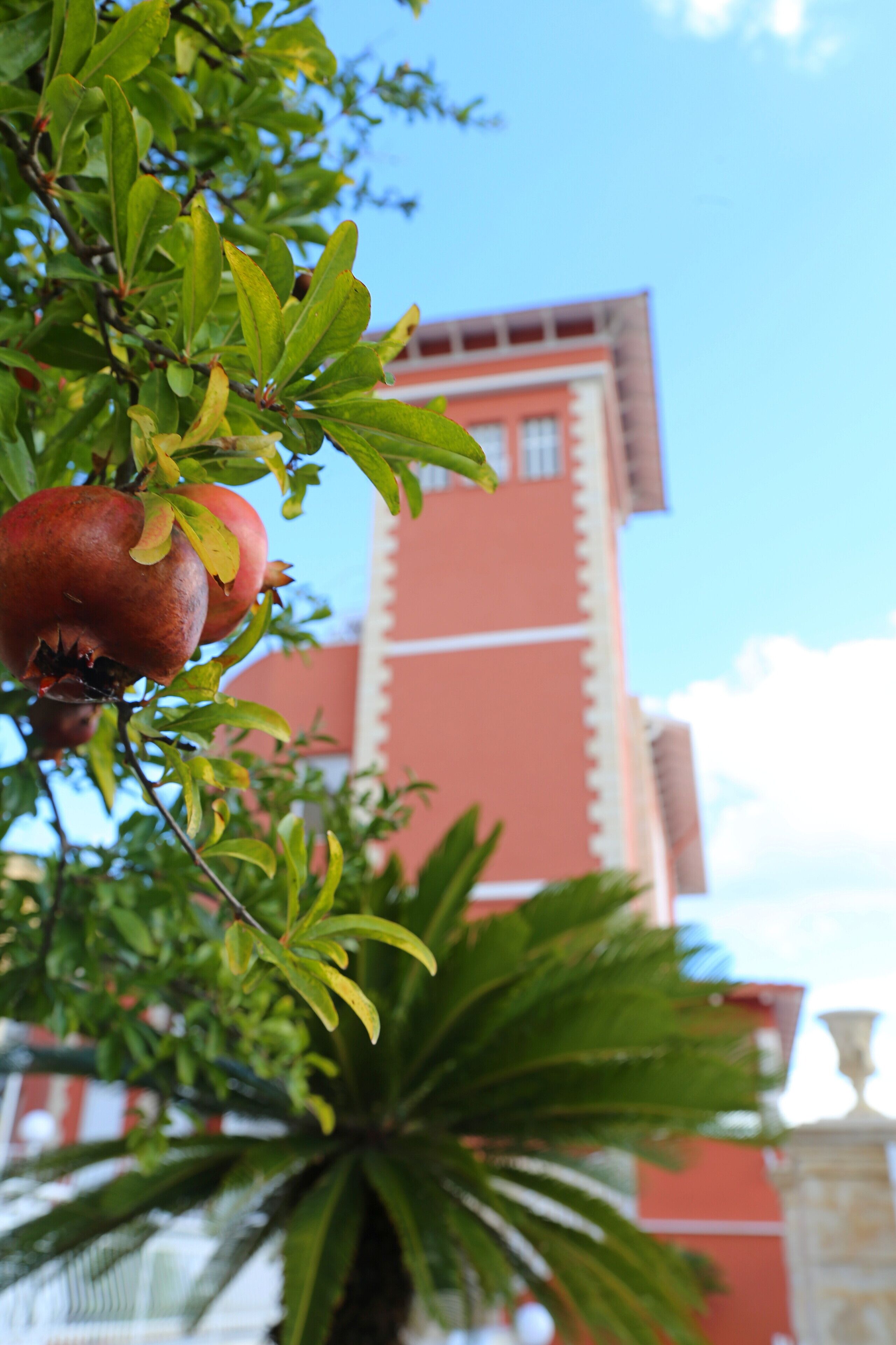 A pomegranate hanging from a tree with a building in the background.