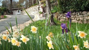 A garden with daffodils and an iris, a stone wall, and a building with a stone facade. - Villa with 2 spacious apartments for 2 x 7 people and swimming pool near Pisa and the sea (Fauglia)