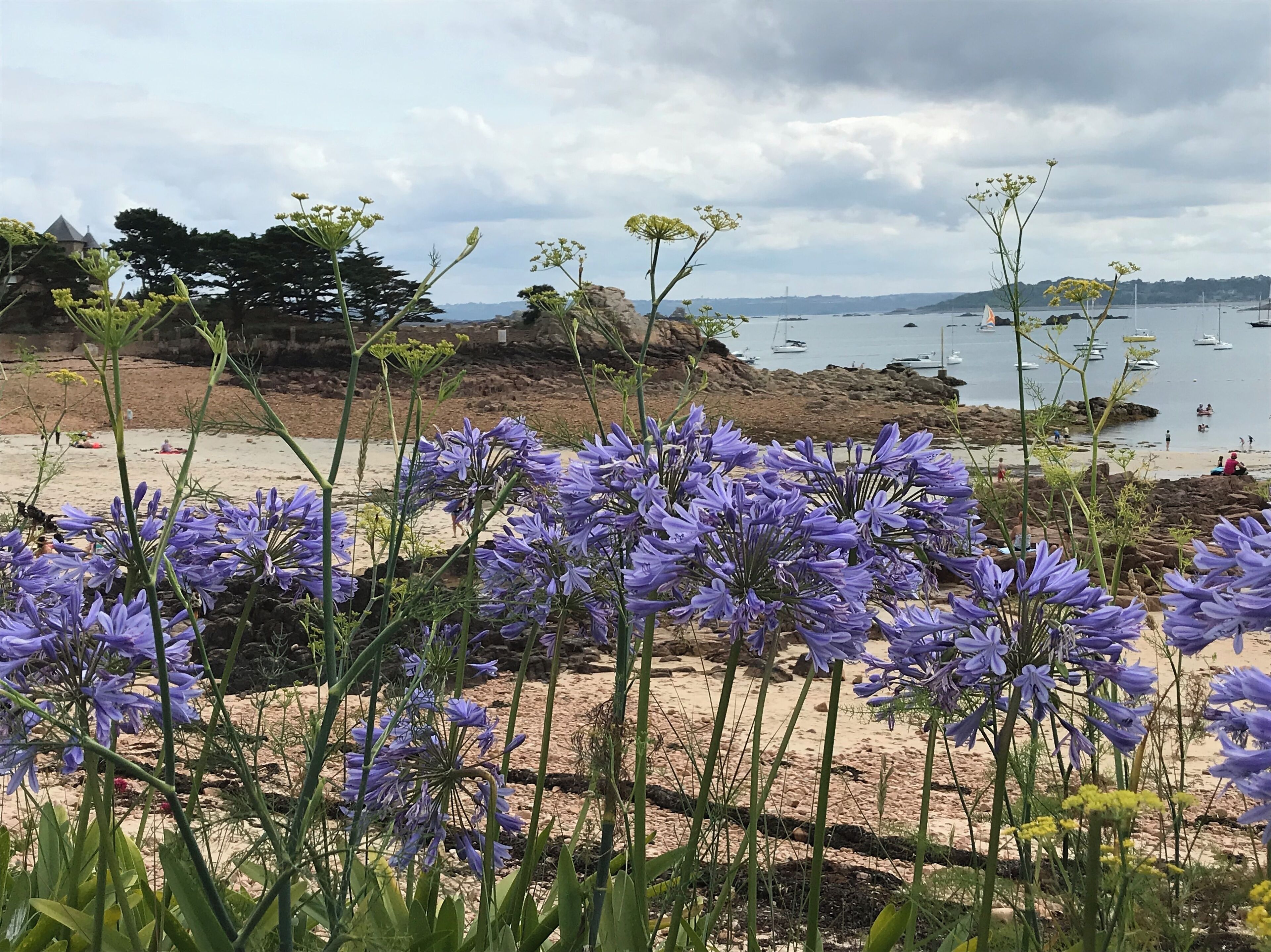 A beach with purple flowers in the foreground and a view of boats on the water in the background.