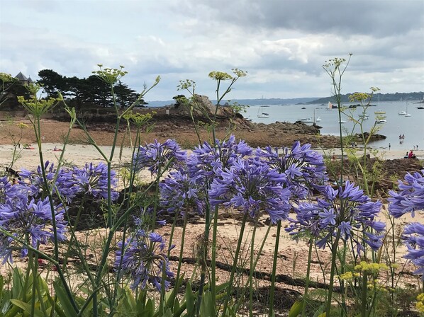 A beach with purple flowers in the foreground and a view of boats on the water in the background.