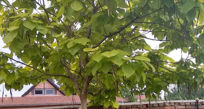 Ferienwohnungen Haus Leonore - FEWO 2