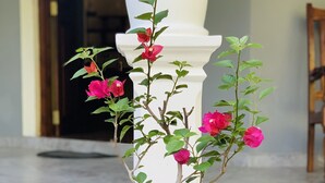 A potted plant with pink flowers in front of a white pillar. - Kandy Eco Paradise (Kandy)