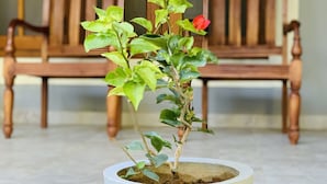A potted plant with red flowers in front of a wooden bench. - Kandy Eco Paradise (Kandy)