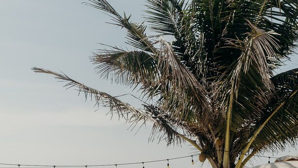 A beach with lounge chairs and umbrellas, palm trees, and the ocean in the background. - Hotel Panamera (Tulum)