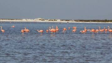 A group of flamingos in a body of water.