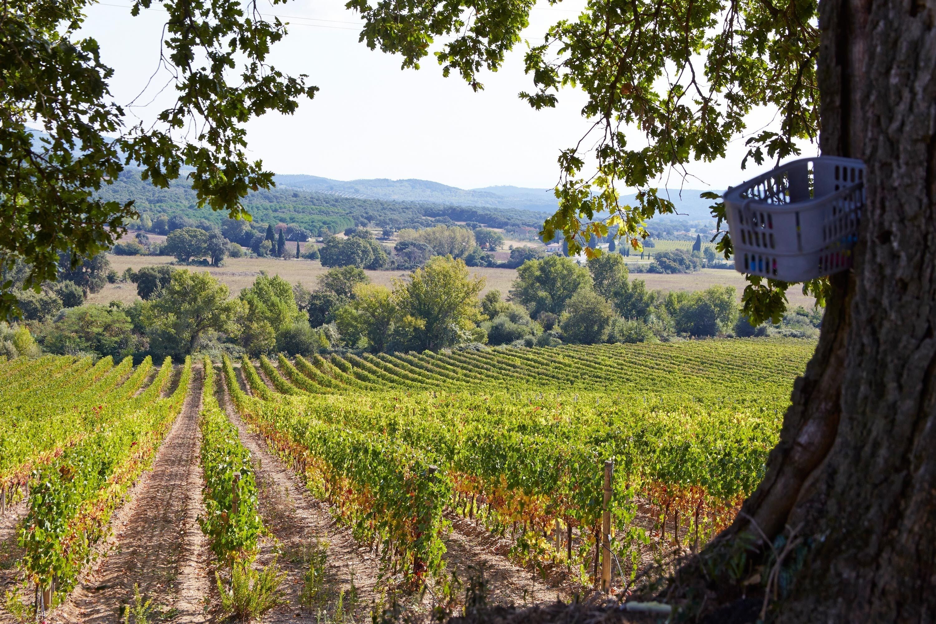 A vineyard with rows of grapevines and a tree with a basket hanging from its branches.