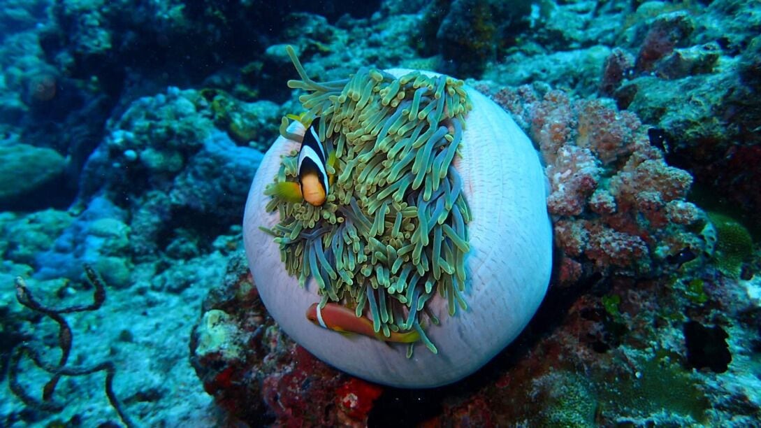 A large, round, white object with green seaweed and a clownfish on it, surrounded by a rocky underwater environment.