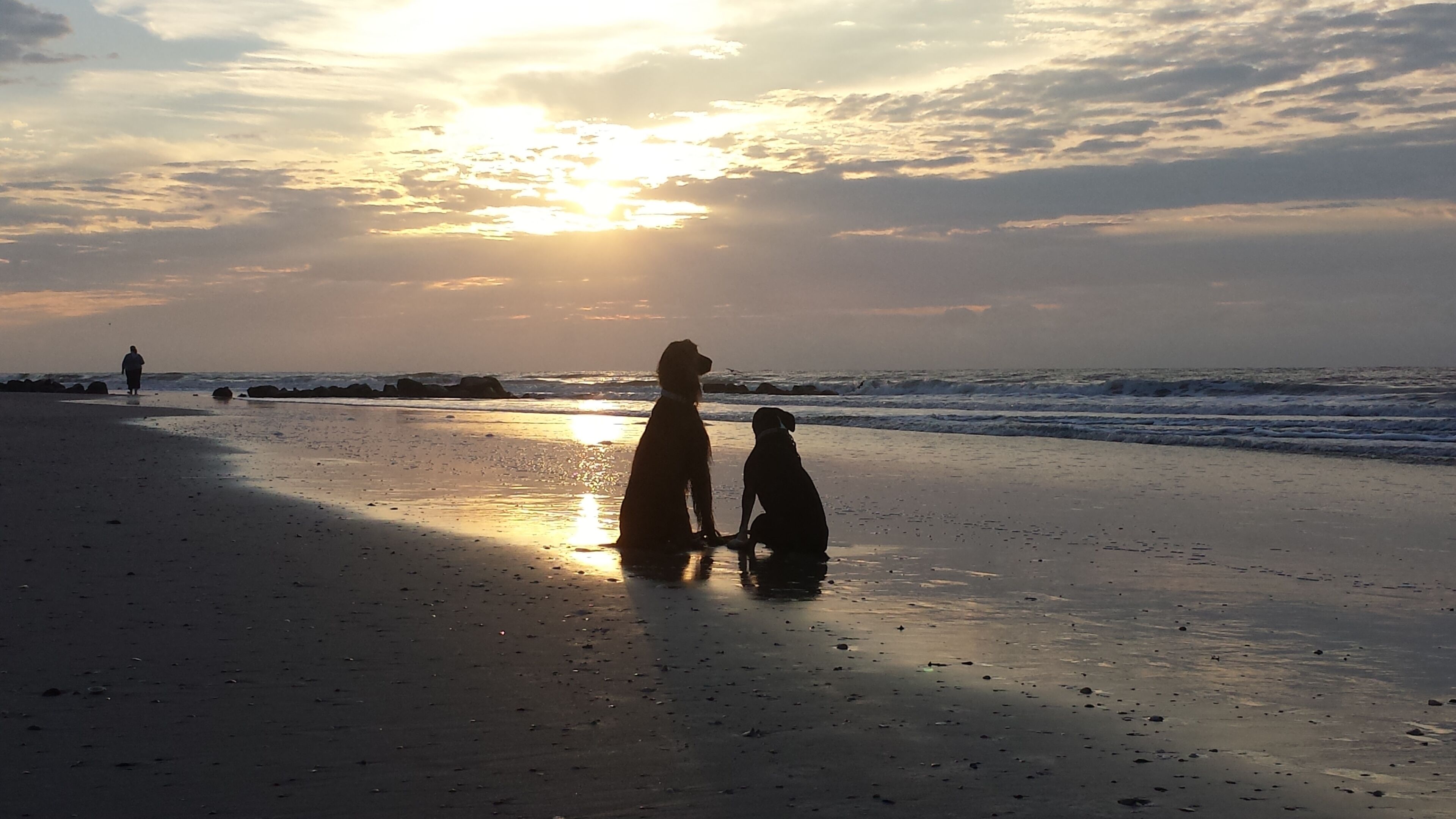 Een strandscène met twee honden en een persoon die langs de kust wandelt.