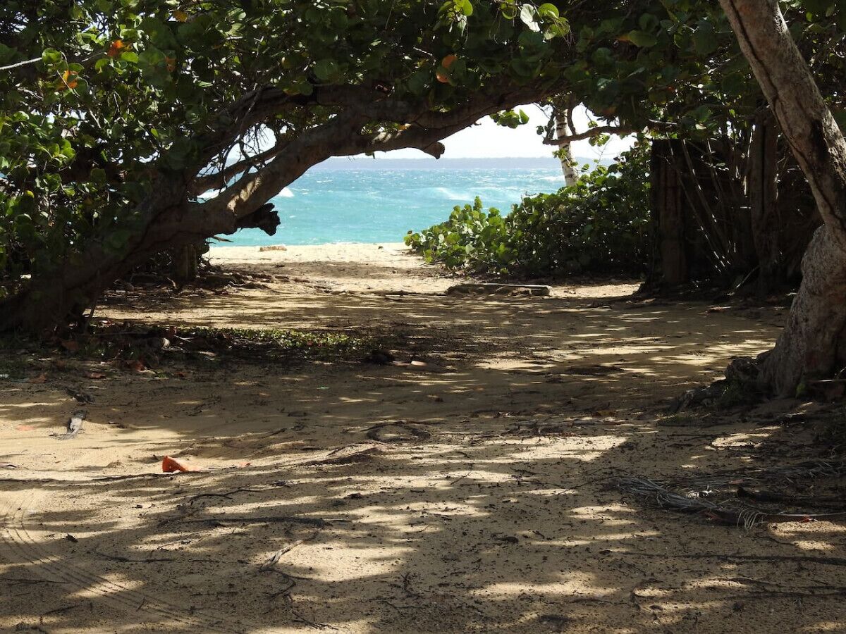 Ein Strandweg unter einer großen Baum mit Blick auf das Meer.