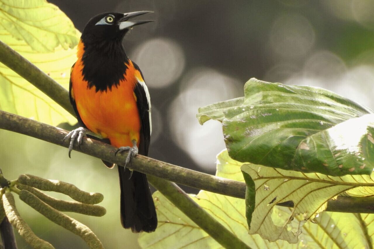 Un oiseau est perché sur une branche, avec des feuilles vertes en arrière-plan.