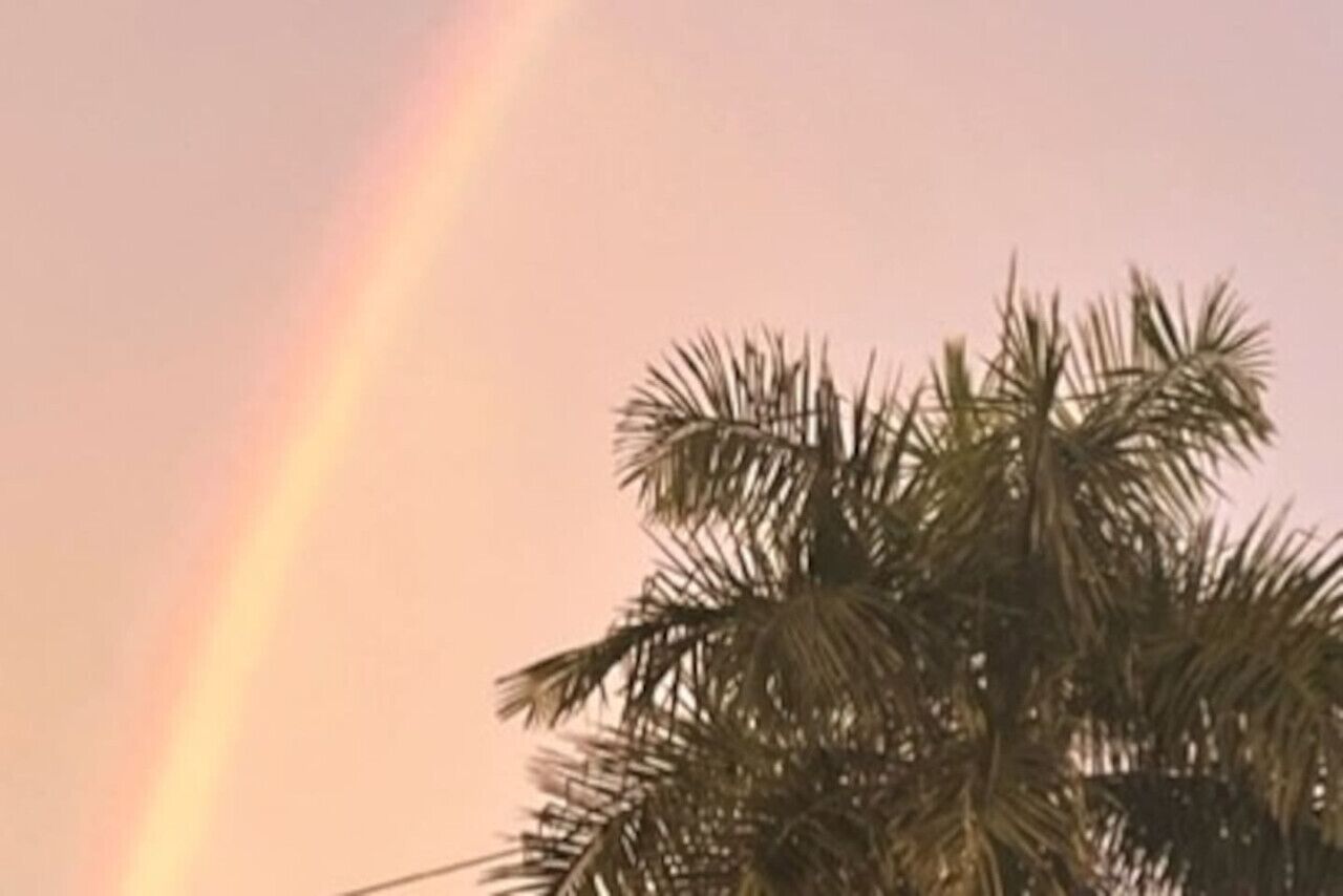 A palm tree with a rainbow in the background.