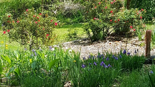 Un jardín exuberante con diversas plantas y flores, entre ellas rosas rojas y asípatos morados.