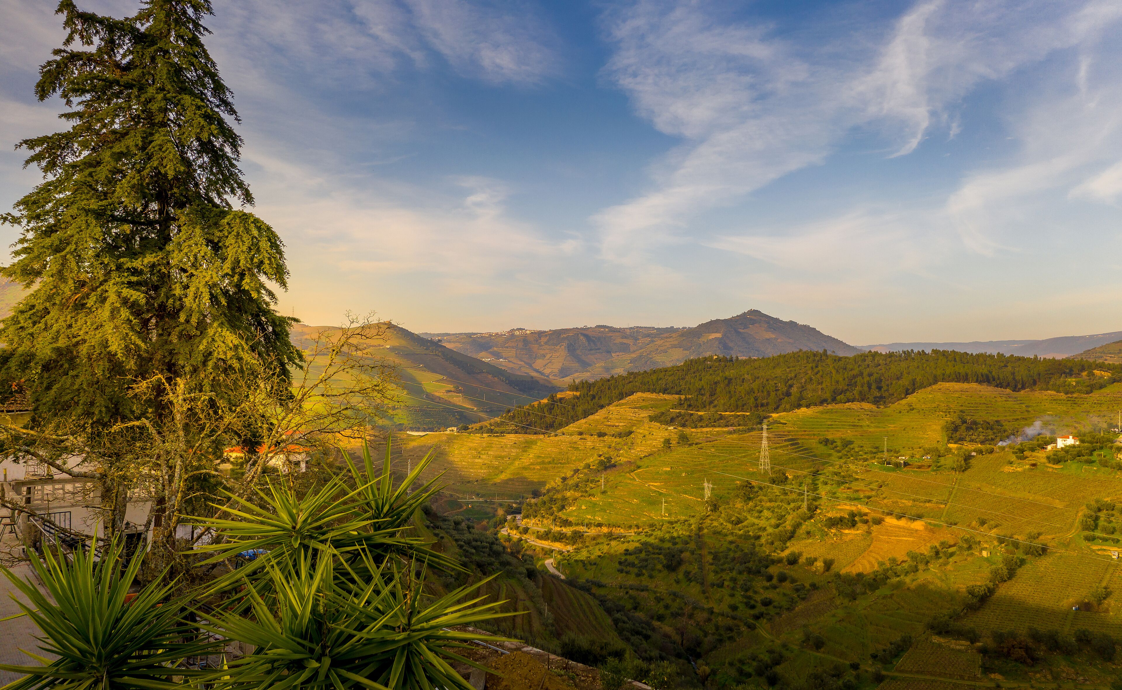 A mountainous landscape with a prominent tree in the foreground and a view of the valley below.