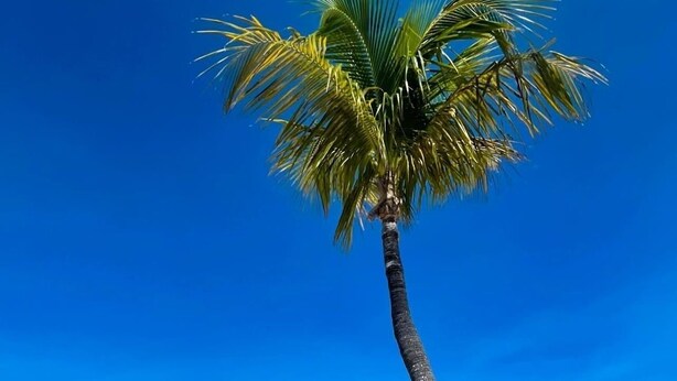 Escena de playa con una sola palmera, cielo azul despejado y mar tranquilo.