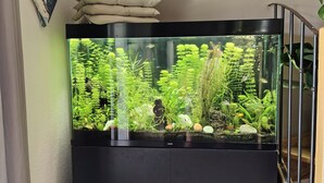 Un aquarium avec des plantes aquatiques et des éléments de décoration, un tabouret en bois et un tableau accroché au mur.