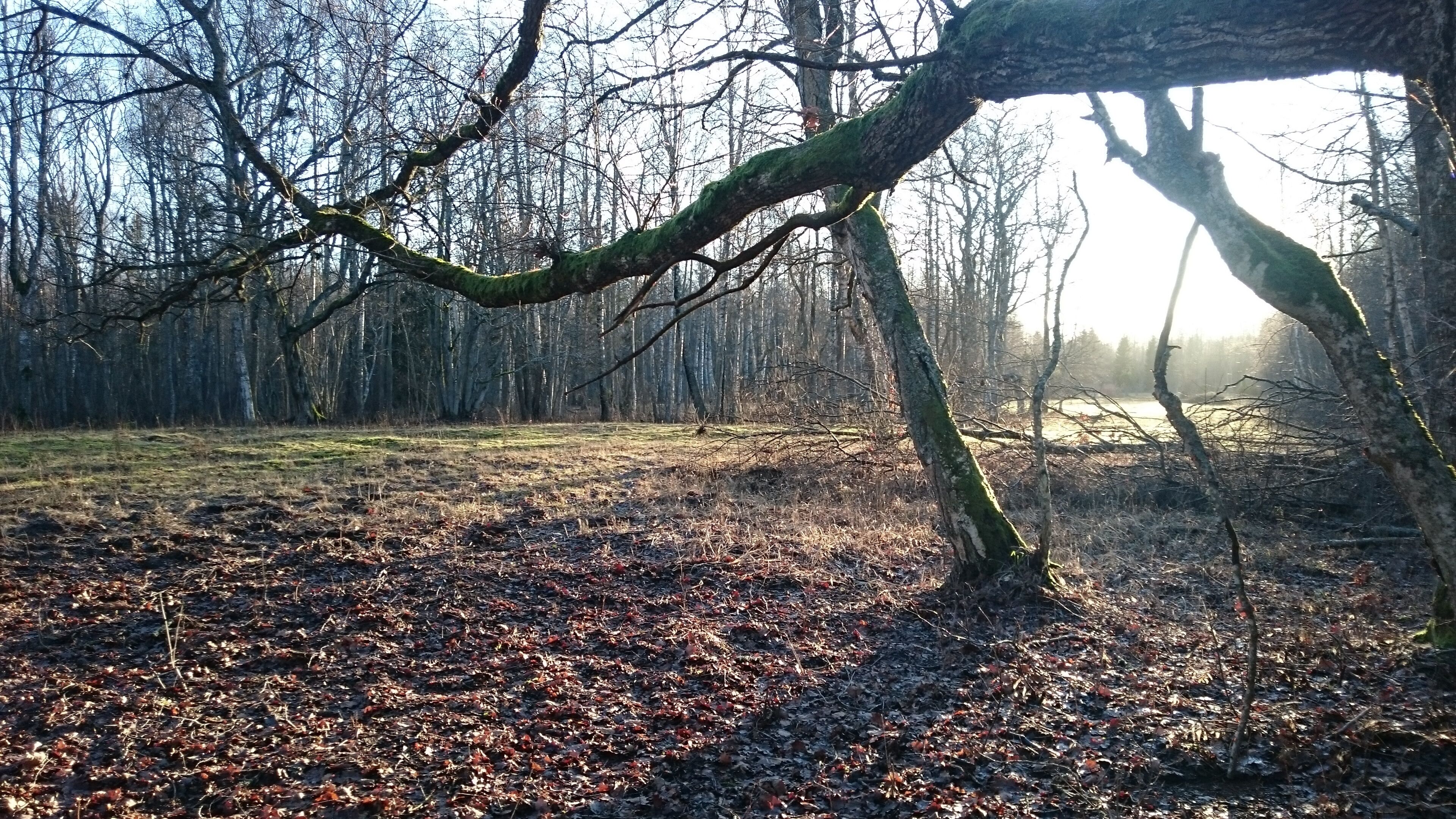 A forested area with a large tree branch overhanging, sunlight filtering through the trees, and a ground covered with dry leaves.