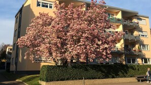 A multi-story building with balconies and a cherry blossom tree in front. - City holiday apartment Müllheim (Müllheim)