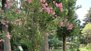Um jardim com diversas plantas floridas e uma grande árvore em vaso.