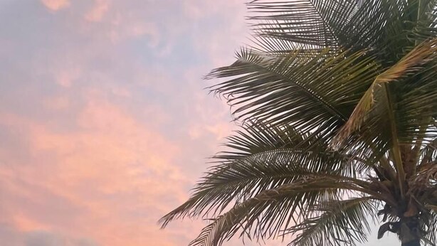 Ein Strand mit zwei Holzliegen und einer Palme.