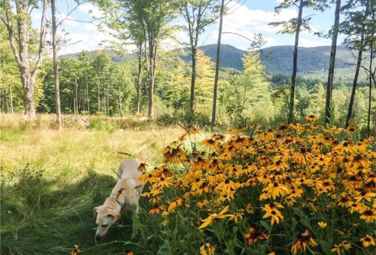 A dog in a grassy field with yellow flowers and trees in the background.