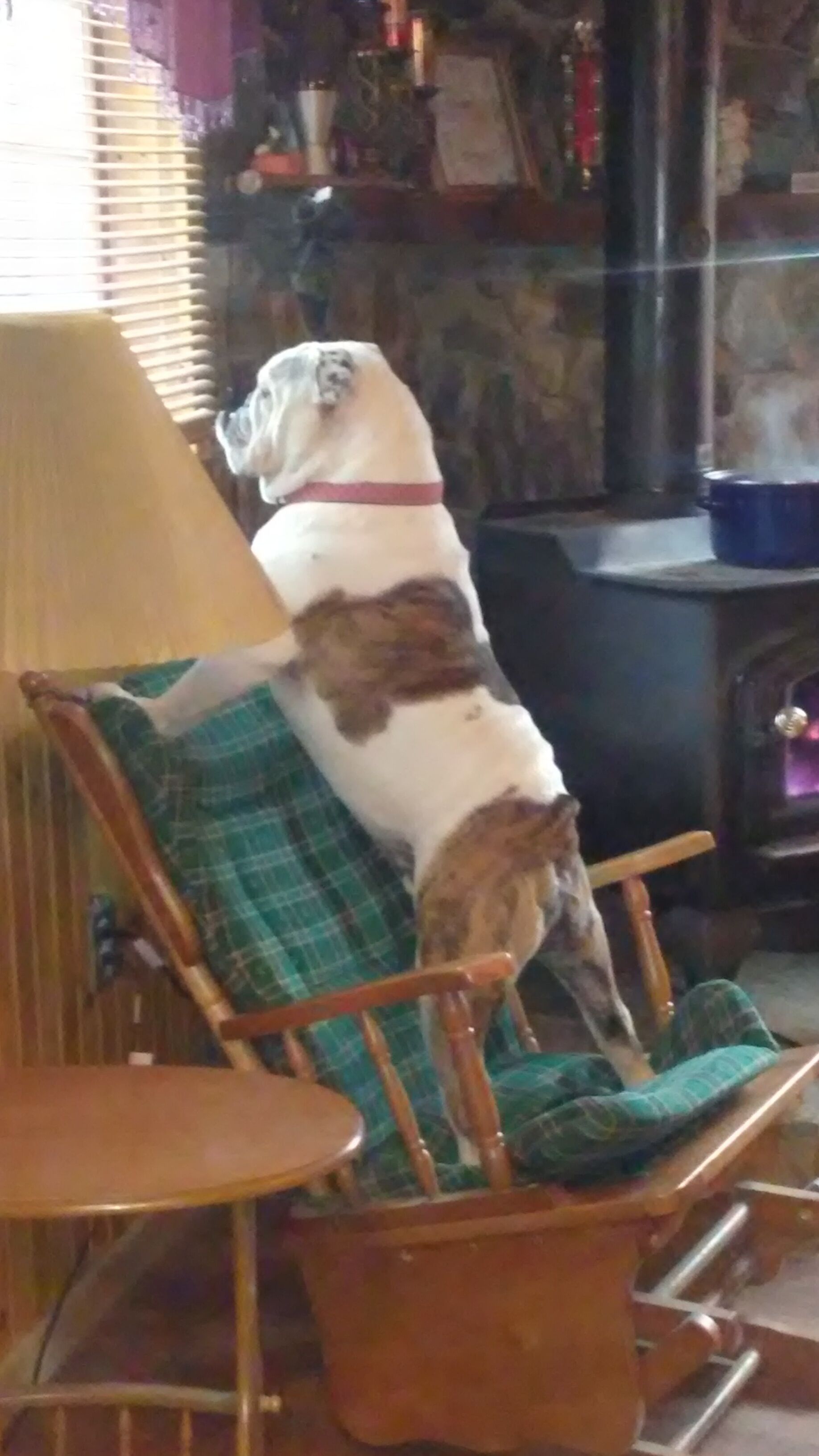 A dog standing on a chair with a plaid cushion.