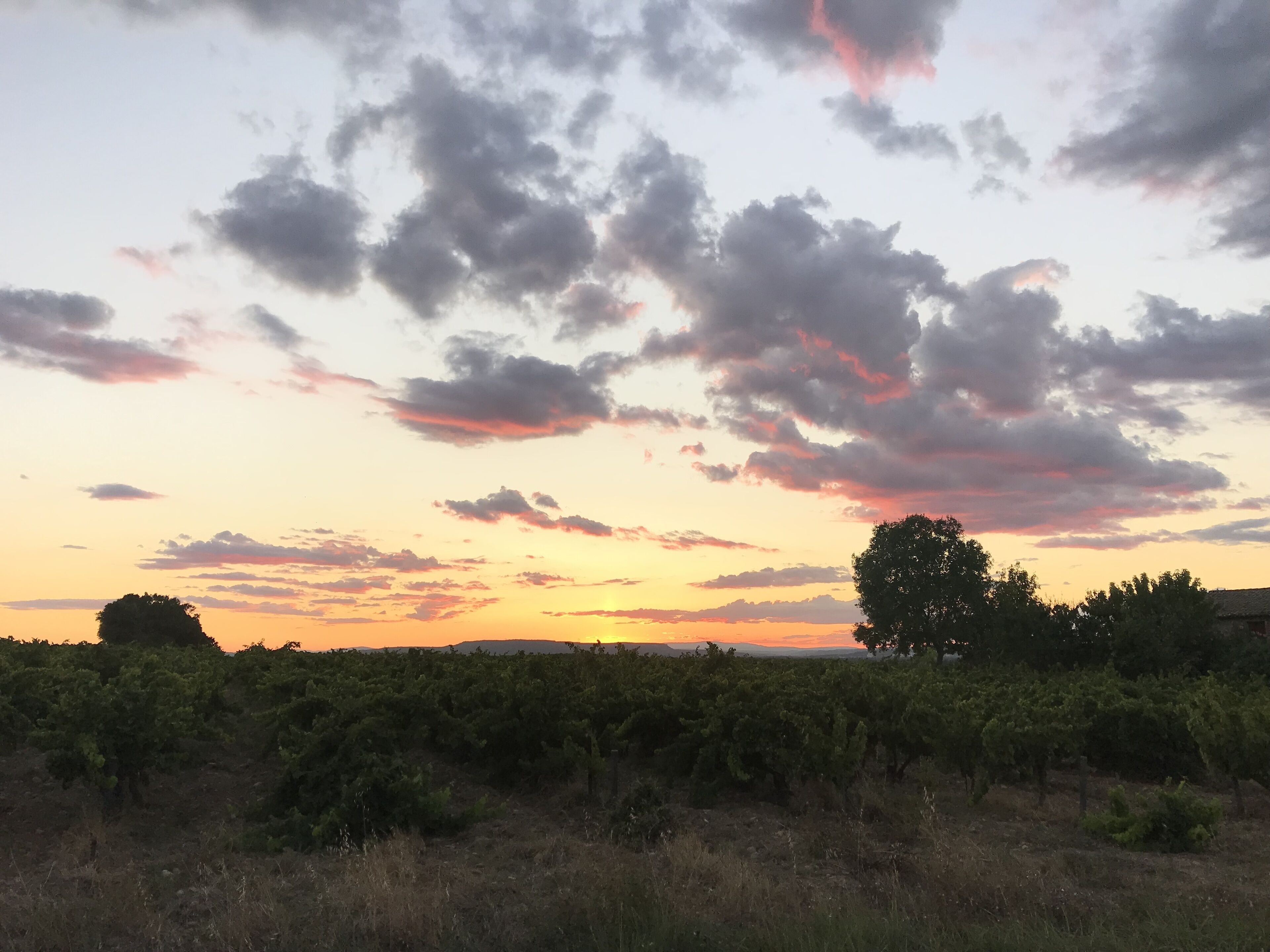 Viñedo con hileras de vides y cielo despejado con algunas nubes.