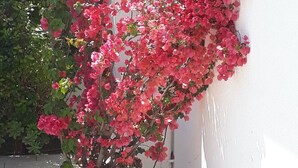 Ein weißes Gebäude, an dessen Wand eine Kletterpflanze mit rosafarbener Blüte emporwächst.
