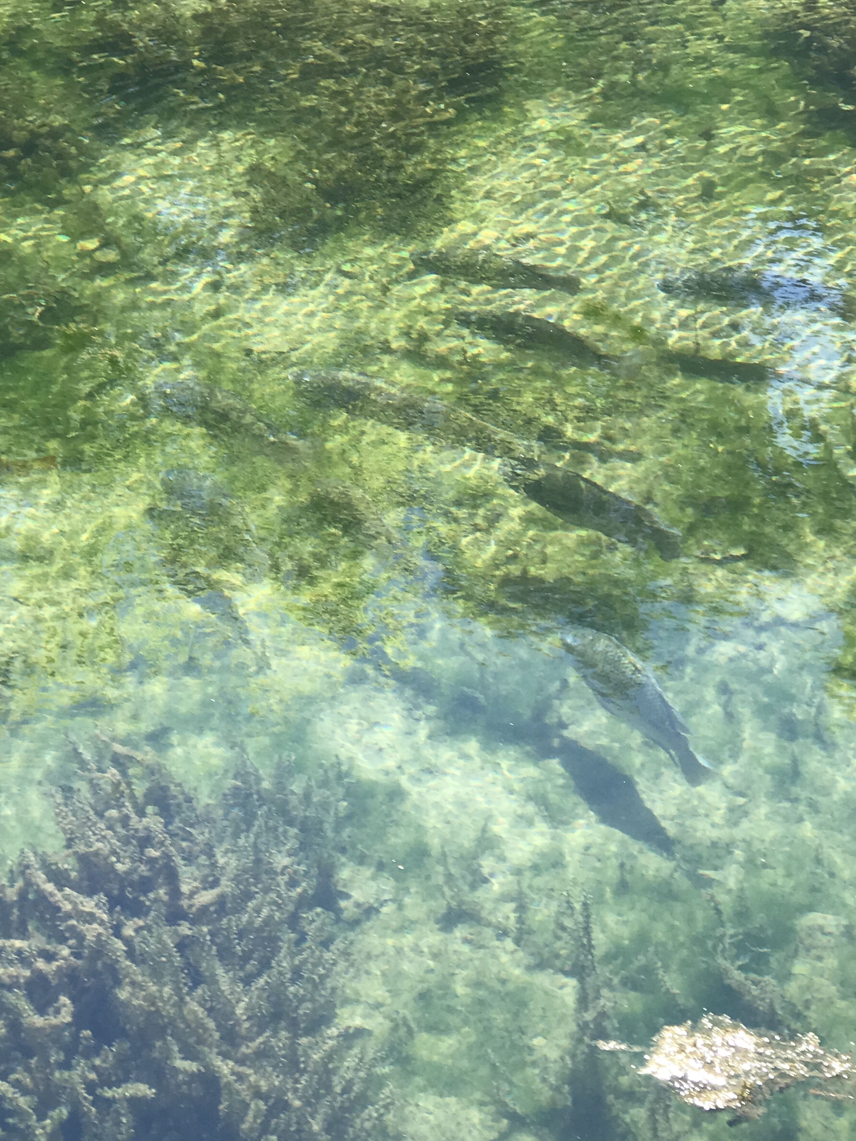 Duidelijk uitzicht op een meer met zichtbare waterplanten en vissen.