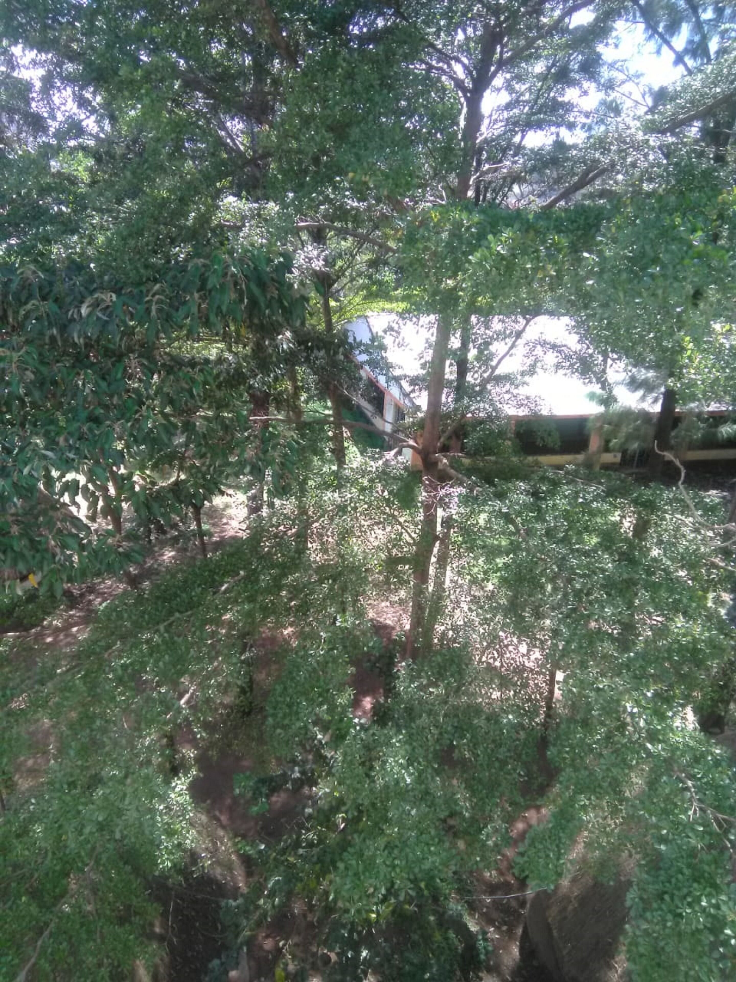 Ein dichter Wald mit einem sichtbaren Pfad und einem Gebäude im Hintergrund.
