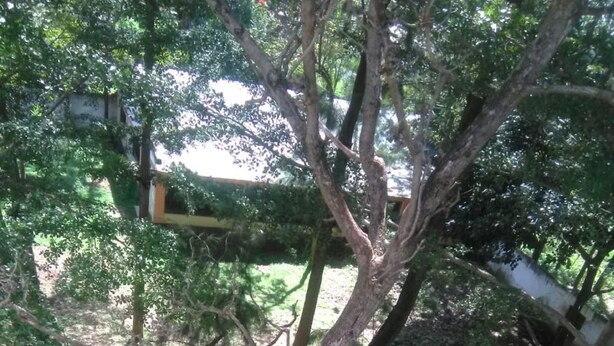 A tree with a large rock at its base, surrounded by greenery. - Green Court Hotel (Bondo)