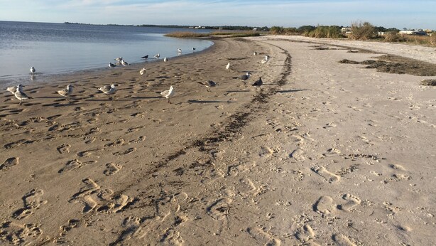 Une plage de sable avec des empreintes et des mouettes, un ciel dégagé et une côte lointaine.