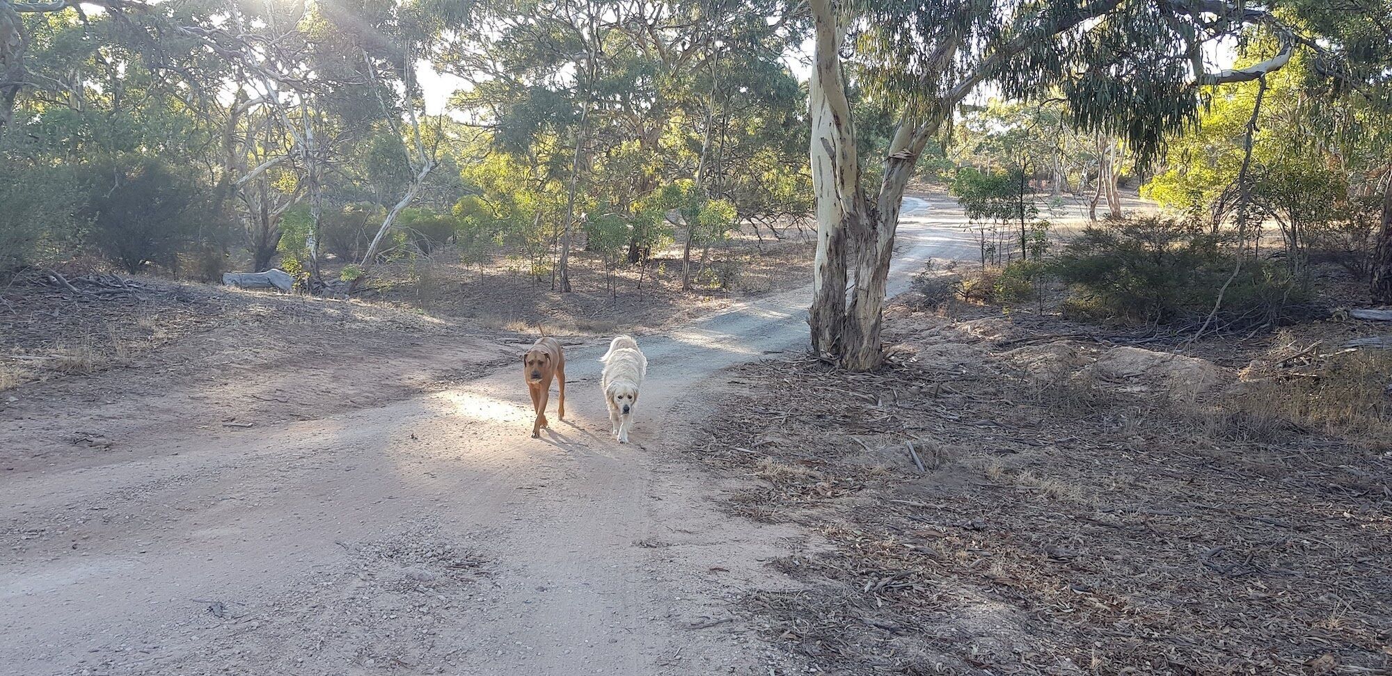 A dirt road flanked by trees and shrubs, leading to a paved path.